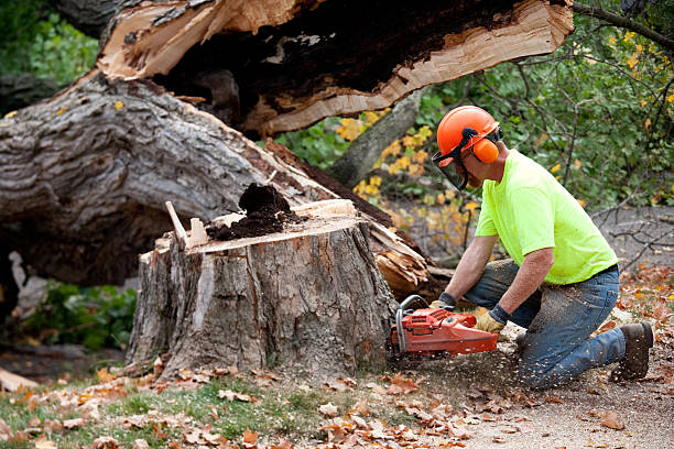 Reliable Maple Grove, MN Tree Care Services Solutions